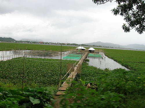 Danau Tondano Terkepung Eceng Gondok  